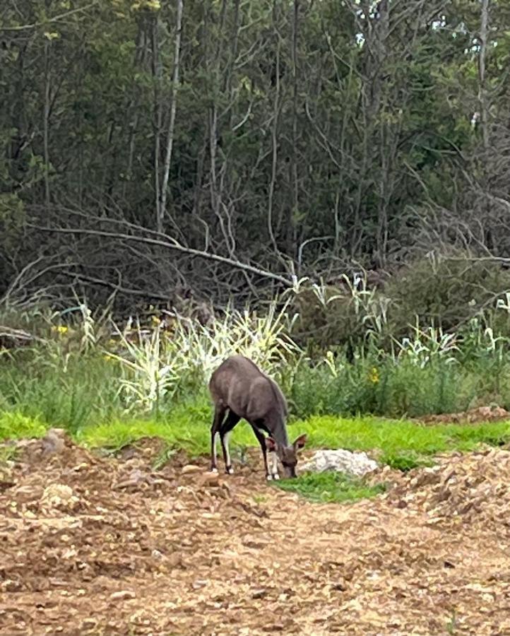 Appartamento Forest Gate Estate Plettenberg Bay Esterno foto